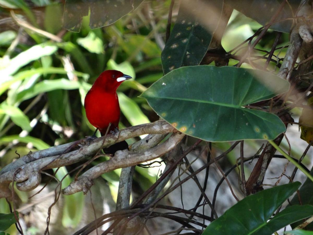 Mata N'Ativa Pousada Trancoso Kültér fotó